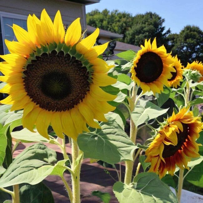 Termin sadzenia słoneczników ozdobnych